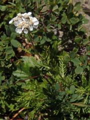 Řebříček (Achillea erba-rotta All.)