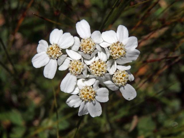 Řebříček (Achillea erba-rotta All.)