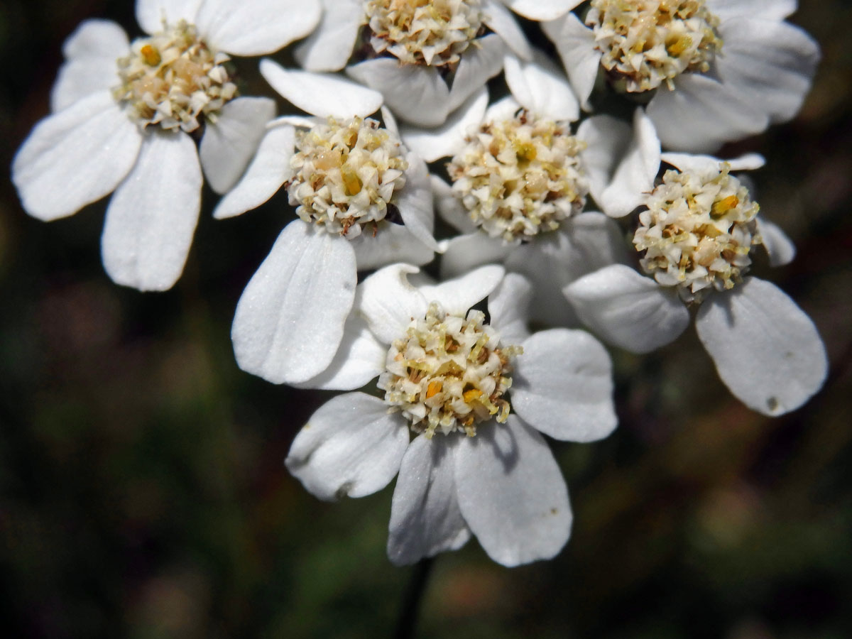 Řebříček (Achillea erba-rotta All.)