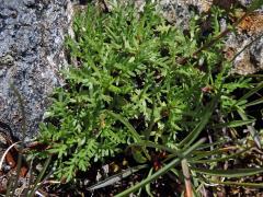 Řebříček (Achillea erba-rotta All.)