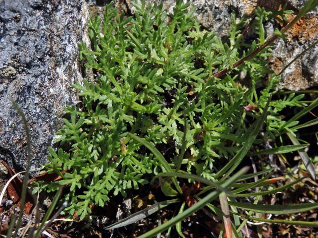 Řebříček (Achillea erba-rotta All.)