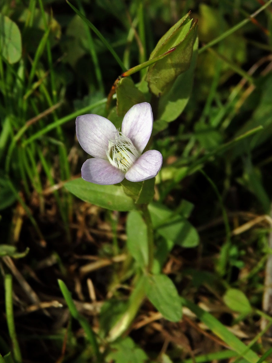 Hořeček ladní (Gentianella campestris (L.) Börner)