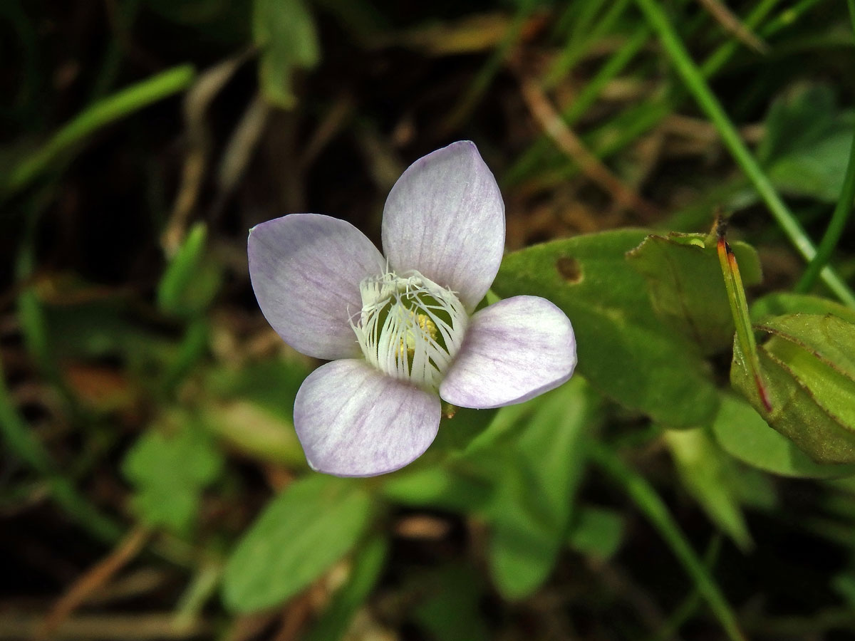 Hořeček ladní (Gentianella campestris (L.) Börner)