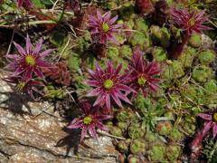 Netřesk horský (Sempervivum montanum subsp. stiriacum Wettst. ex Hayek)