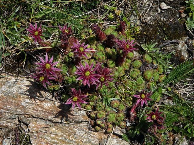 Netřesk horský (Sempervivum montanum subsp. stiriacum Wettst. ex Hayek)