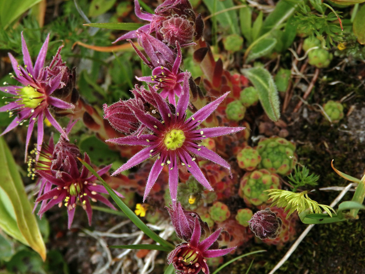 Netřesk horský (Sempervivum montanum subsp. stiriacum Wettst. ex Hayek)