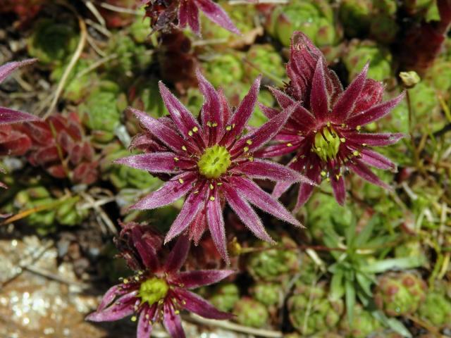 Netřesk horský (Sempervivum montanum subsp. stiriacum Wettst. ex Hayek)