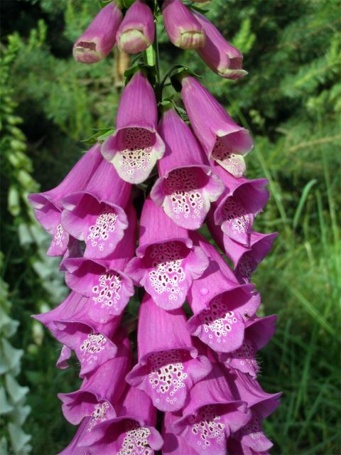 Náprstník červený (Digitalis purpurea L.)