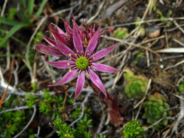 Netřesk horský (Sempervivum montanum subsp. stiriacum Wettst. ex Hayek)