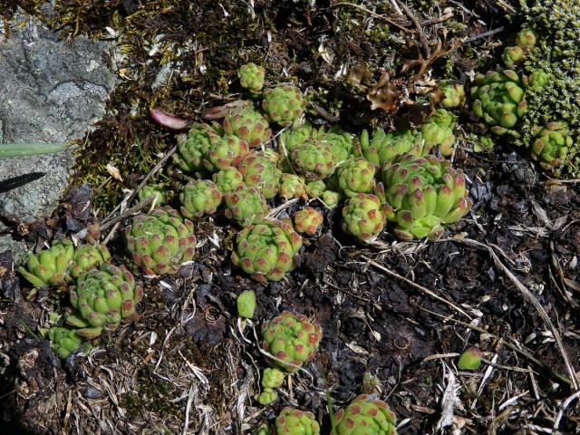 Netřesk horský (Sempervivum montanum subsp. stiriacum Wettst. ex Hayek)