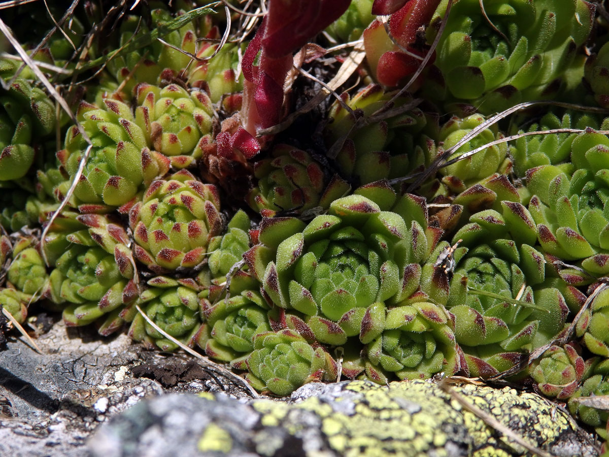 Netřesk horský (Sempervivum montanum subsp. stiriacum Wettst. ex Hayek)