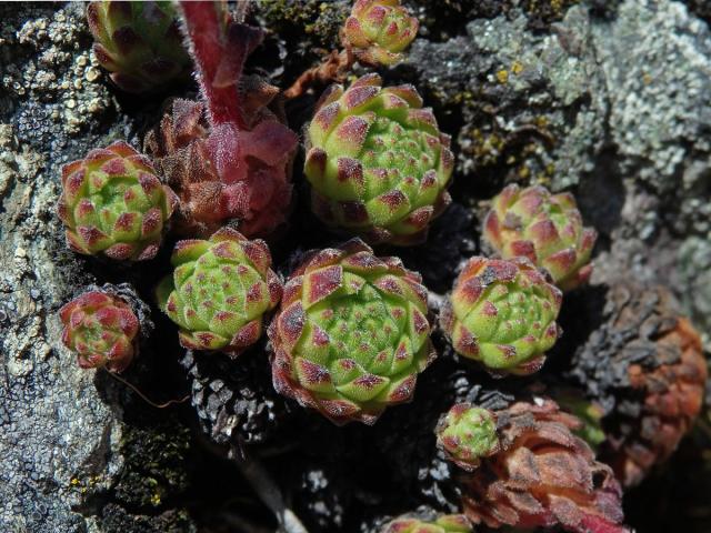 Netřesk horský (Sempervivum montanum subsp. stiriacum Wettst. ex Hayek)