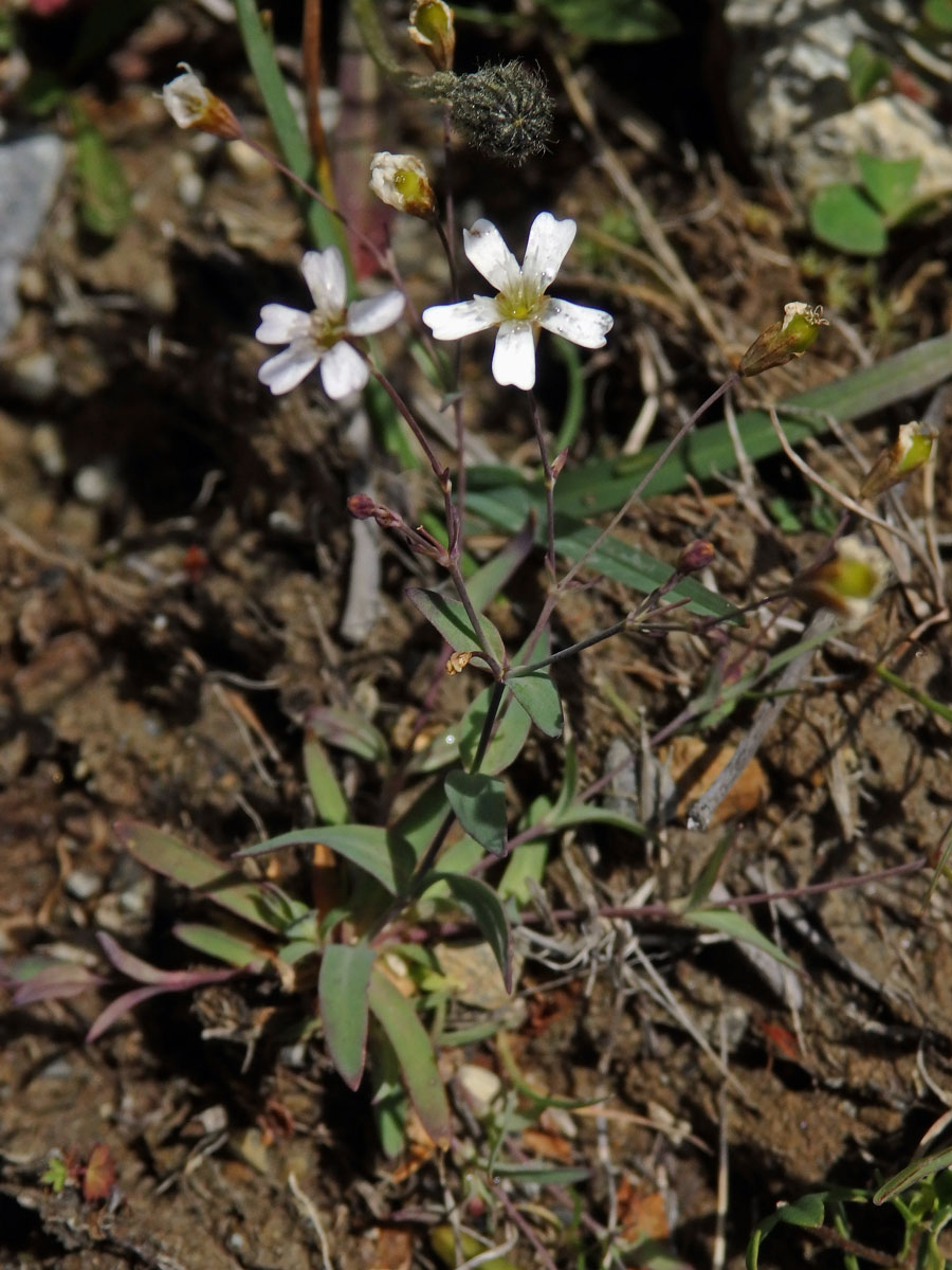 Silenka skalní (Silene rupestris L.)