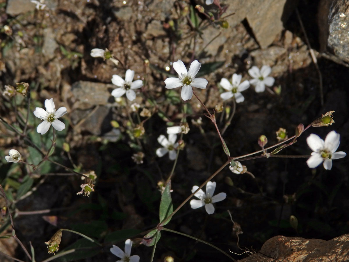 Silenka skalní (Silene rupestris L.)