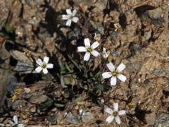 Silenka skalní (Silene rupestris L.)