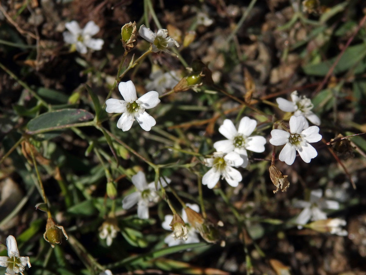 Silenka skalní (Silene rupestris L.)