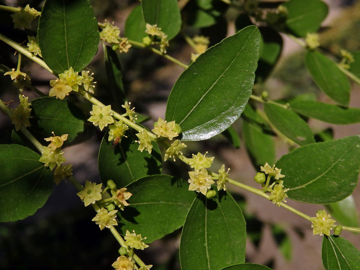 Cicimek čínský (Ziziphus jujuba (L.) Mill.)