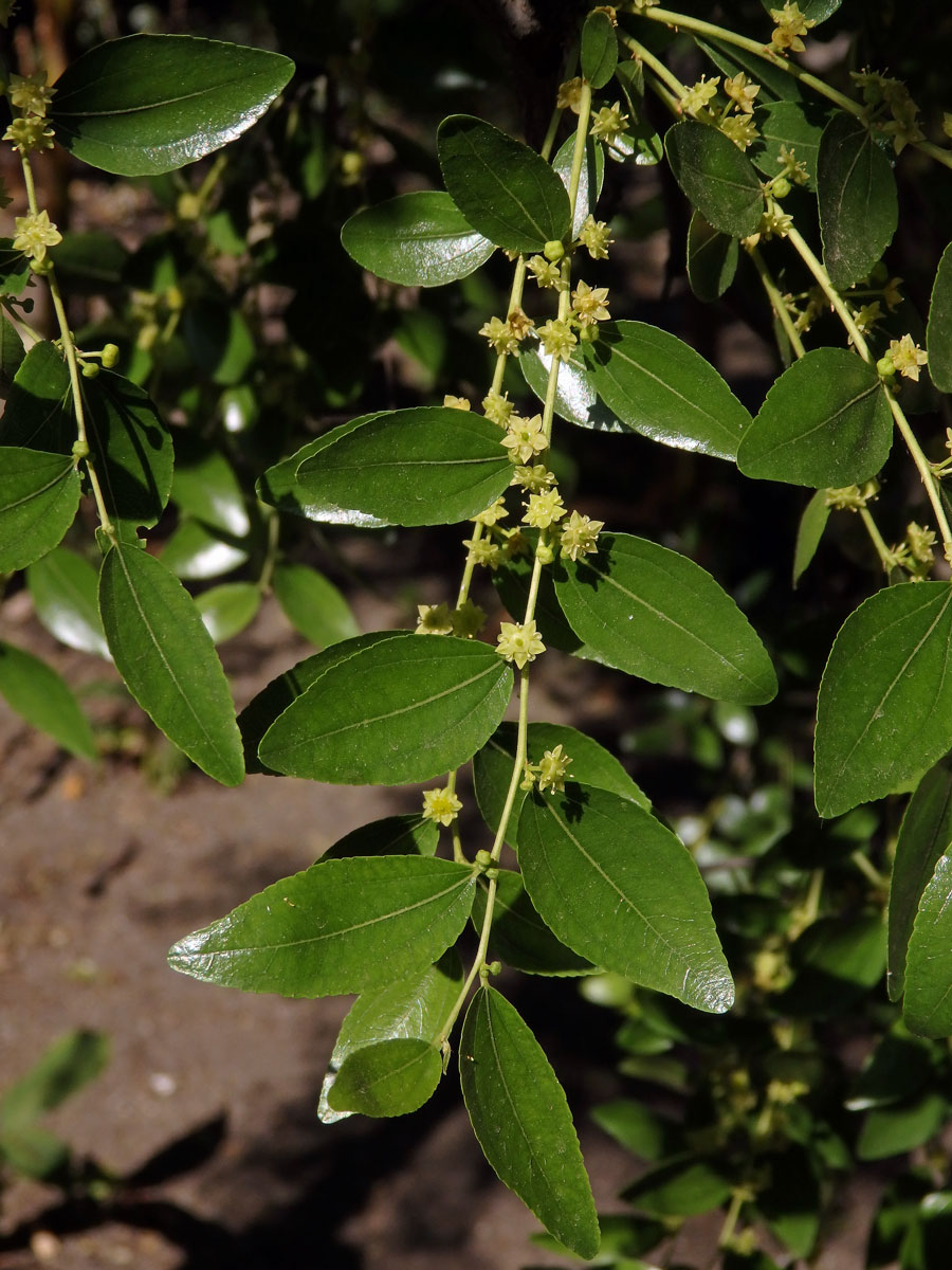 Cicimek čínský (Ziziphus jujuba (L.) Mill.)