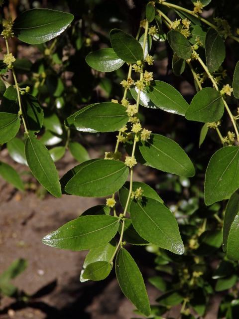 Cicimek čínský (Ziziphus jujuba (L.) Mill.)