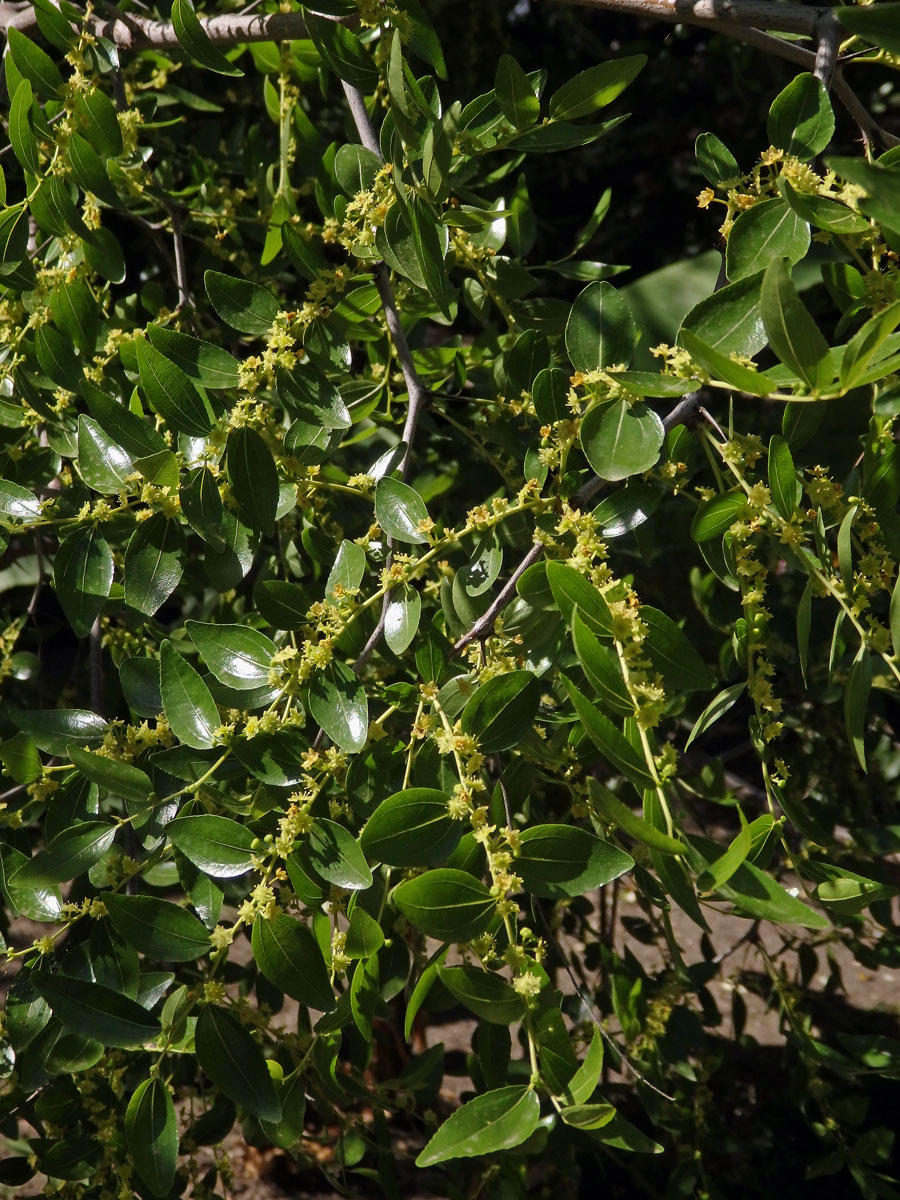 Cicimek čínský (Ziziphus jujuba (L.) Mill.)