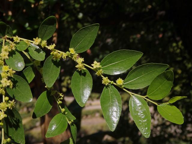 Cicimek čínský (Ziziphus jujuba (L.) Mill.)