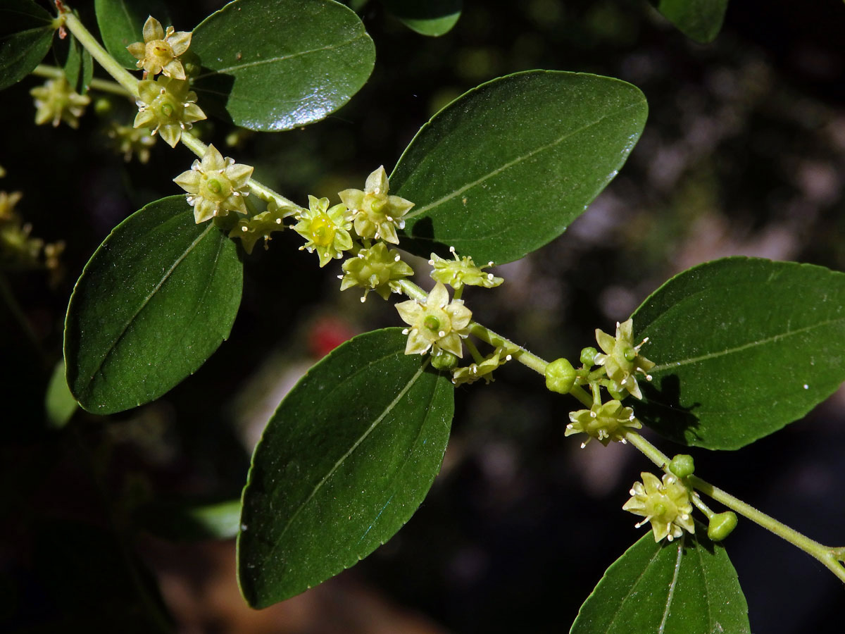 Cicimek čínský (Ziziphus jujuba (L.) Mill.)