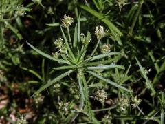 Jitrocel blešníkový (Plantago afra L.)