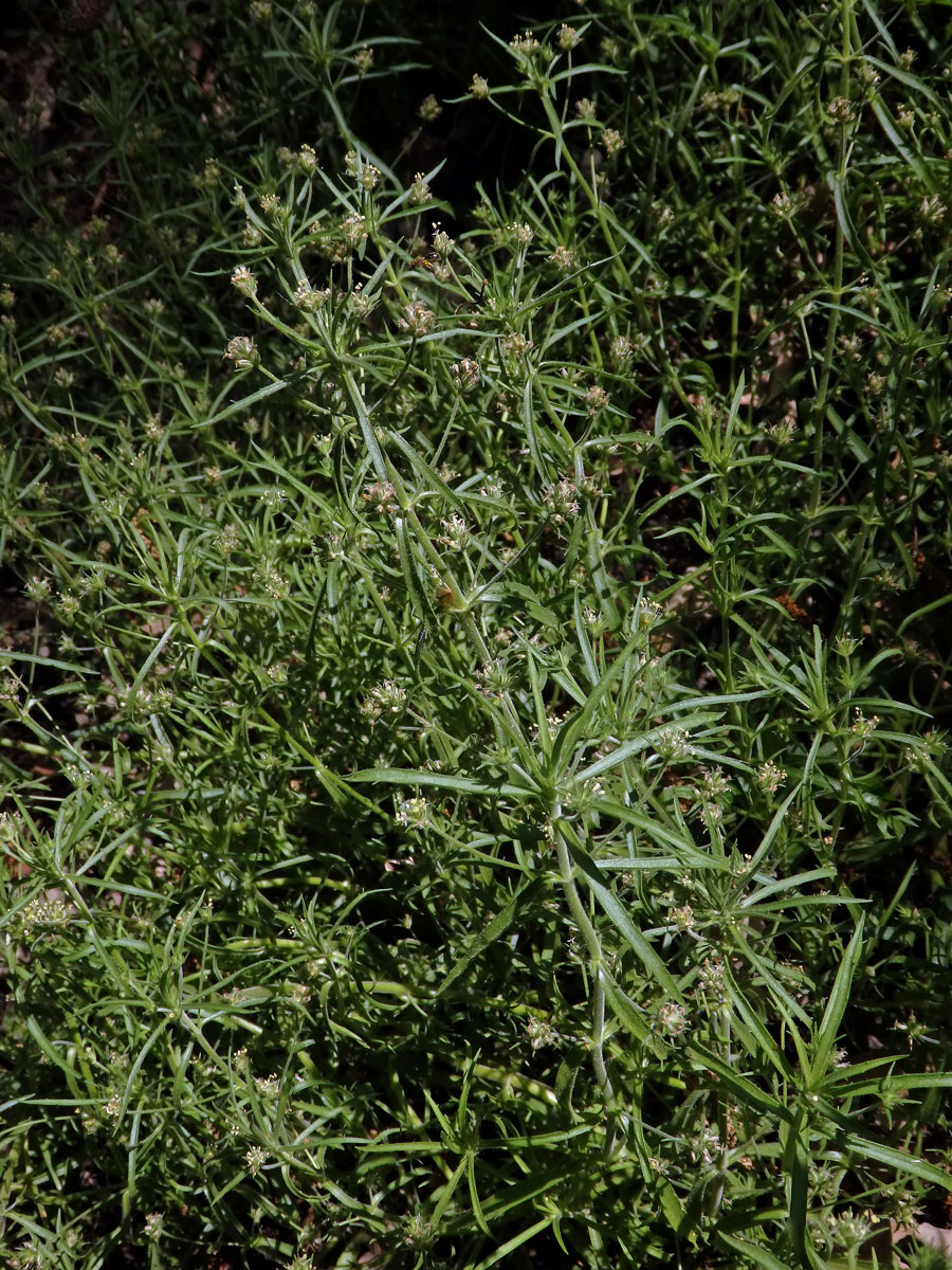 Jitrocel blešníkový (Plantago afra L.)