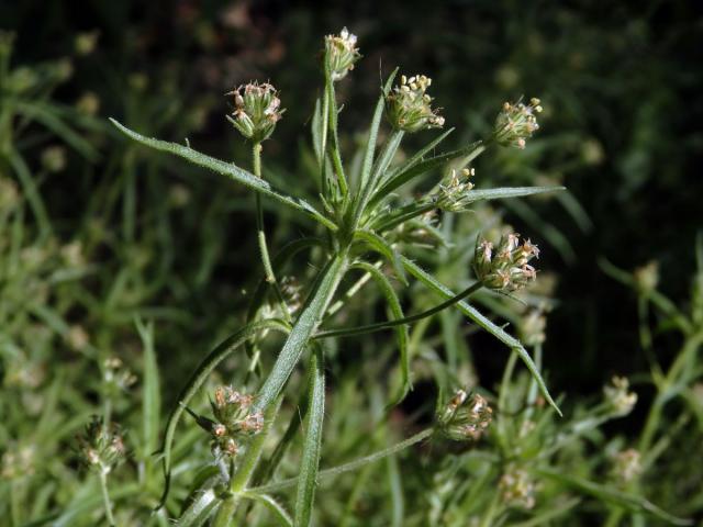 Jitrocel blešníkový (Plantago afra L.)