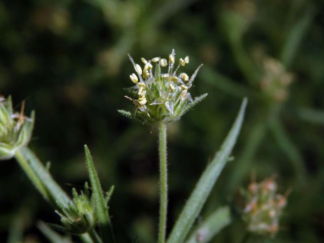 Jitrocel blešníkový (Plantago afra L.)