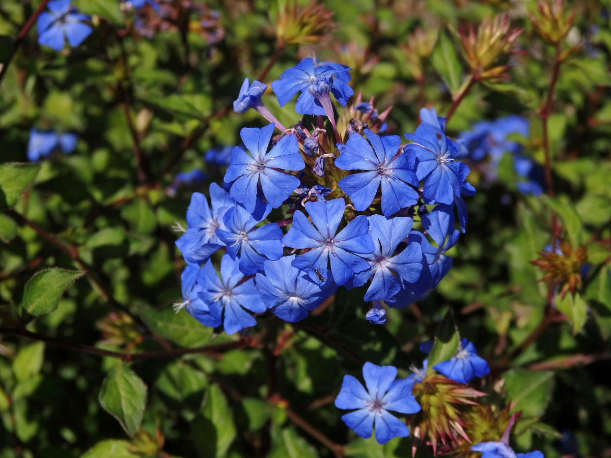 Rohovec (Ceratostigma willmottianum Stapf)