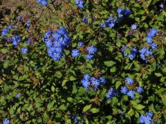 Rohovec (Ceratostigma willmottianum Stapf)