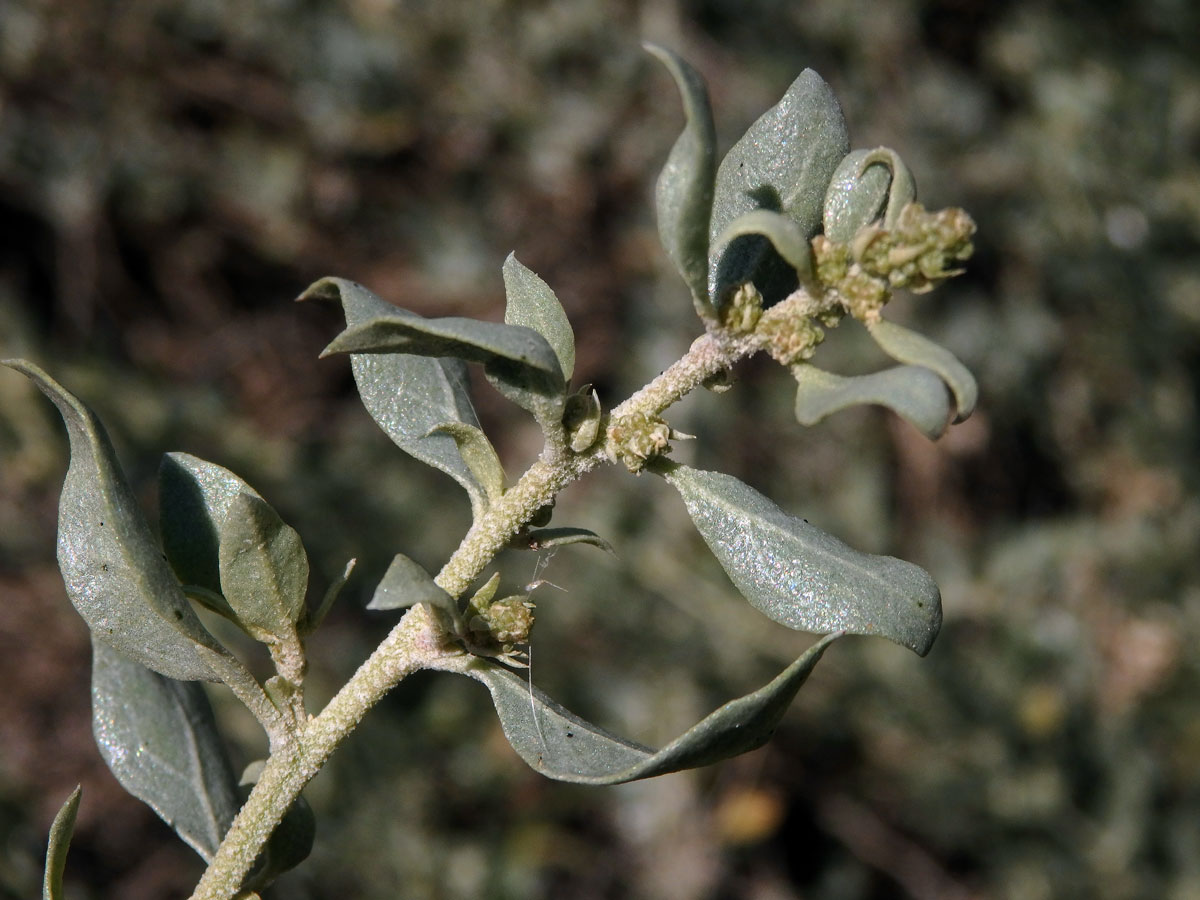 Lebeda slanomilná (Atriplex halimus L.)