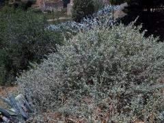 Lebeda slanomilná (Atriplex halimus L.)