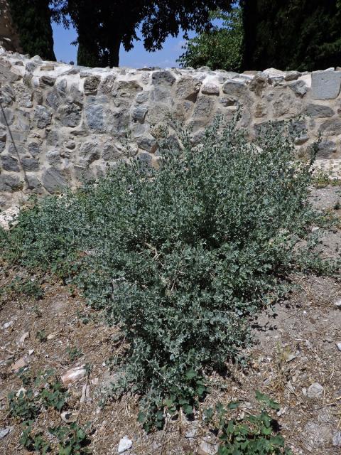 Lebeda slanomilná (Atriplex halimus L.)