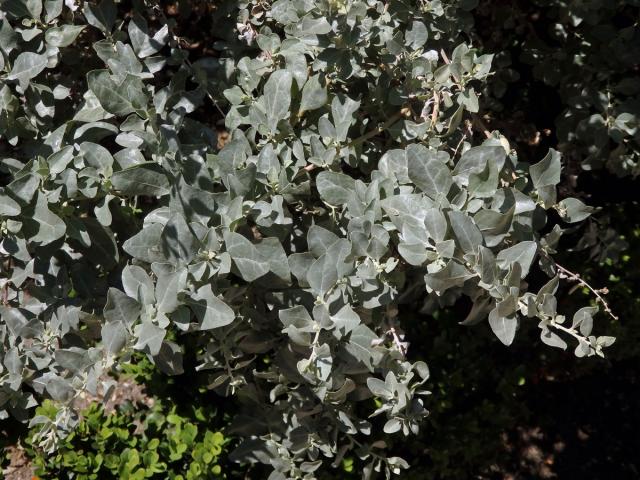 Lebeda slanomilná (Atriplex halimus L.)