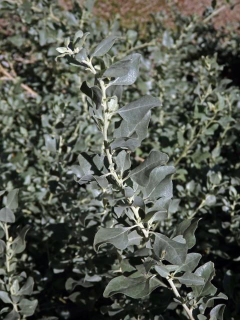 Lebeda slanomilná (Atriplex halimus L.)