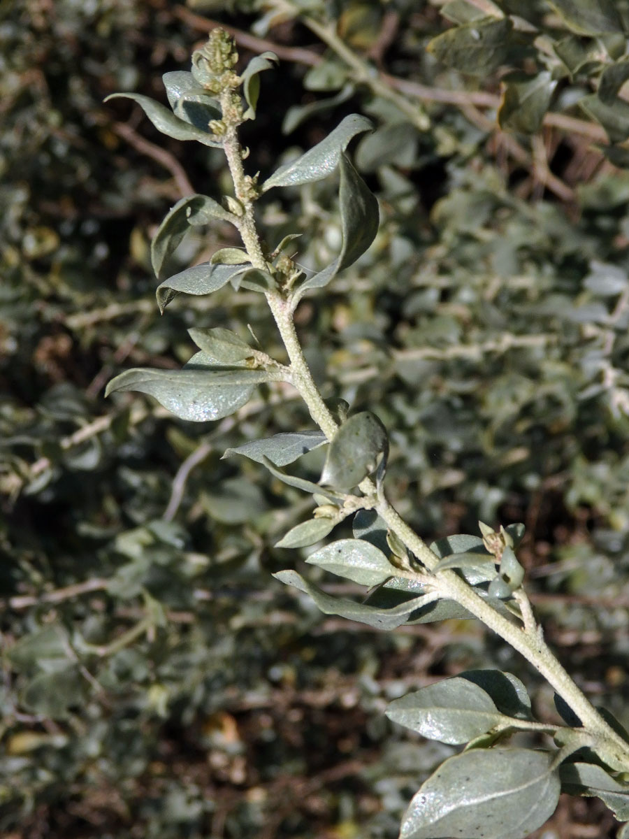 Lebeda slanomilná (Atriplex halimus L.)