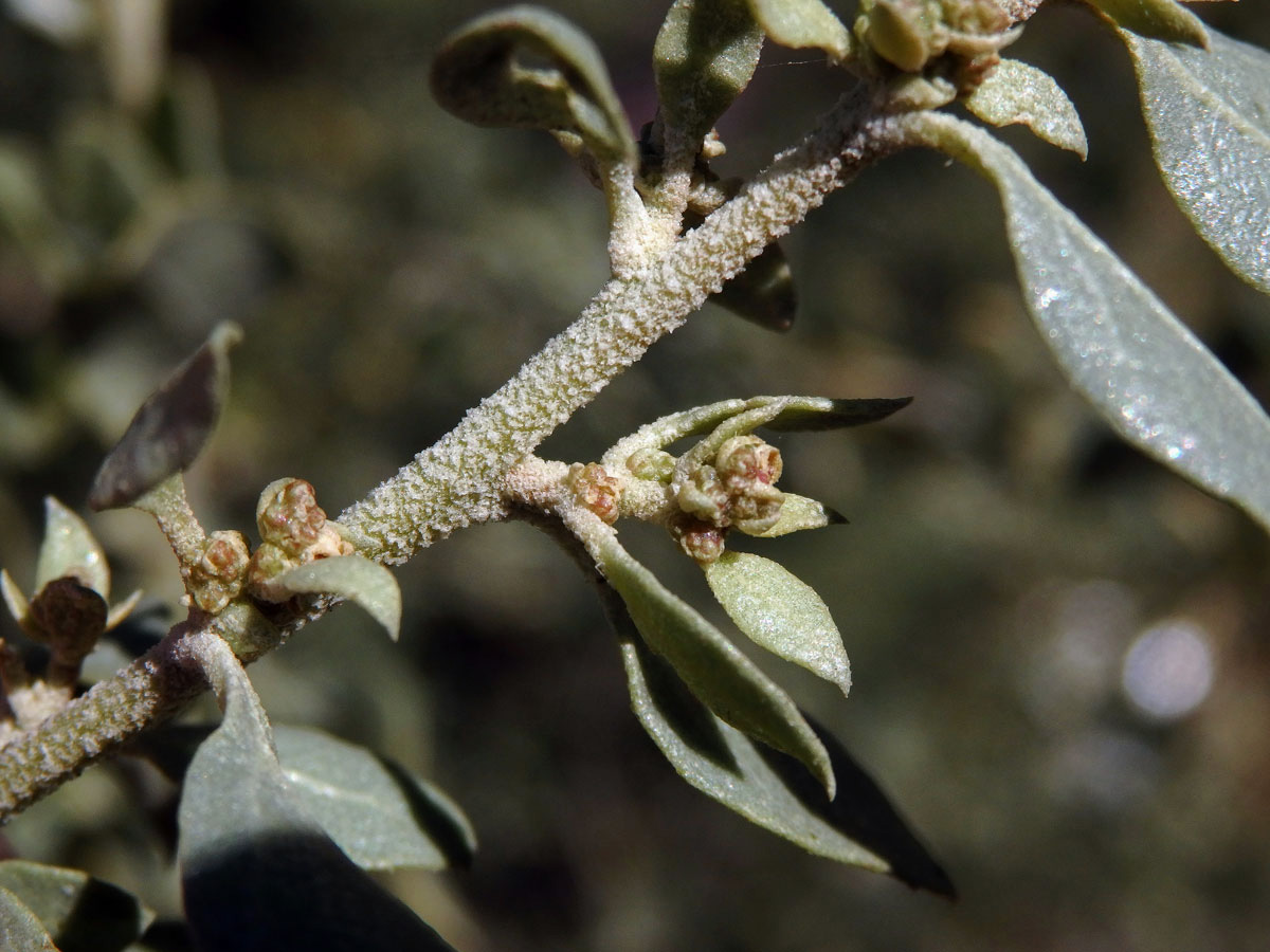 Lebeda slanomilná (Atriplex halimus L.)