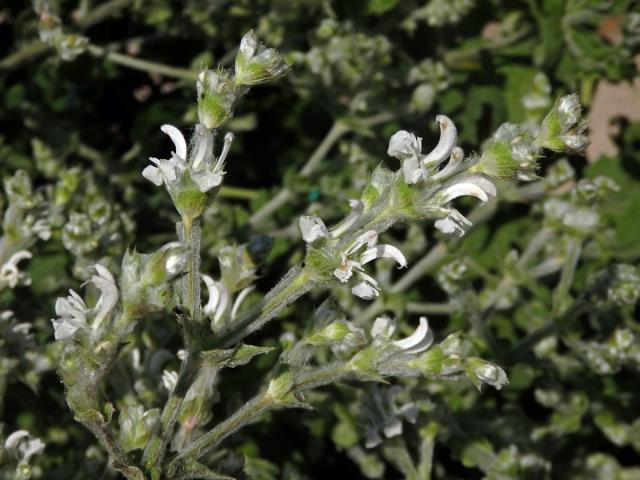 Šalvěj habešská (Salvia aethiopis L.)