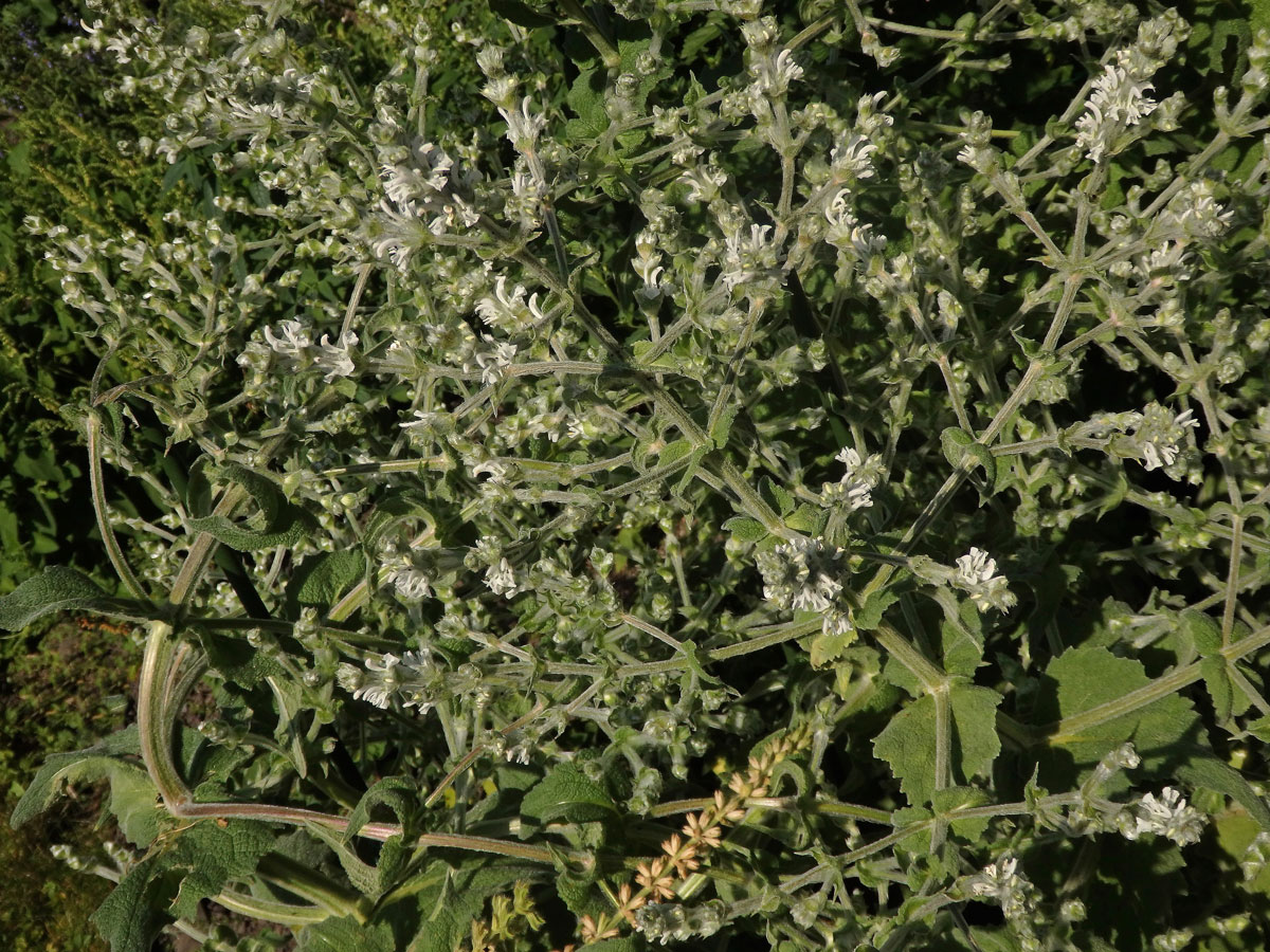 Šalvěj habešská (Salvia aethiopis L.)