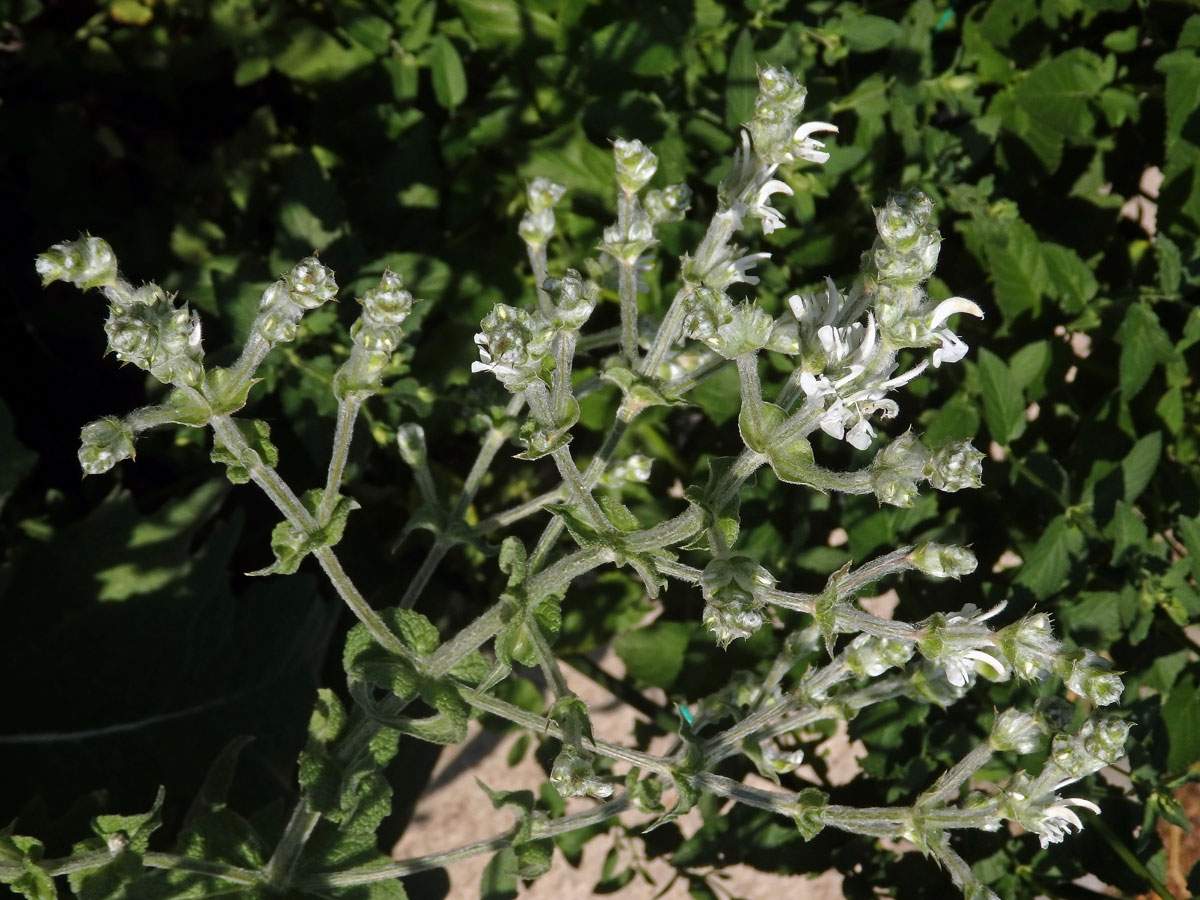 Šalvěj habešská (Salvia aethiopis L.)