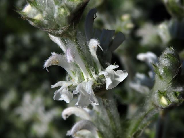 Šalvěj habešská (Salvia aethiopis L.)