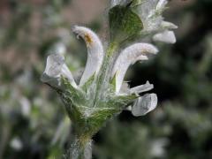 Šalvěj habešská (Salvia aethiopis L.)