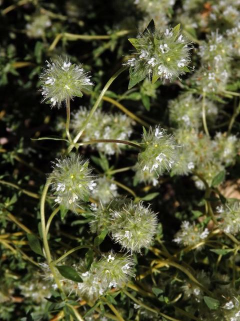 Thymus mastichina (L.) L.