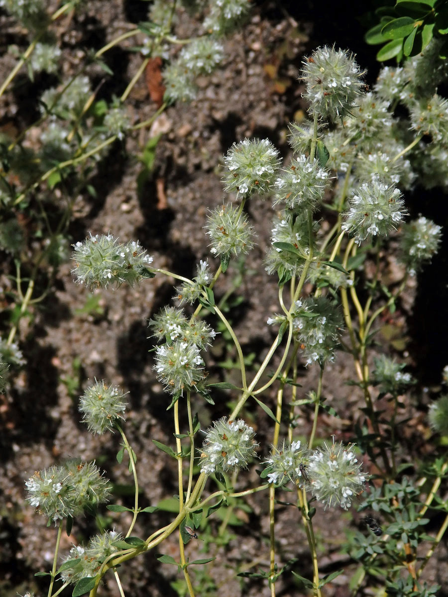 Thymus mastichina (L.) L.