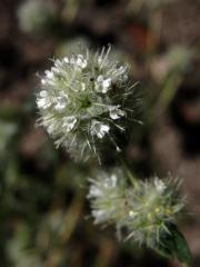 Thymus mastichina (L.) L.