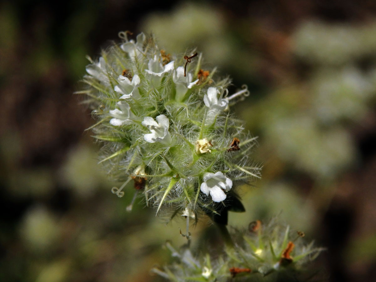 Thymus mastichina (L.) L.