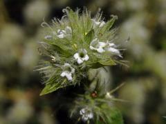 Thymus mastichina (L.) L.