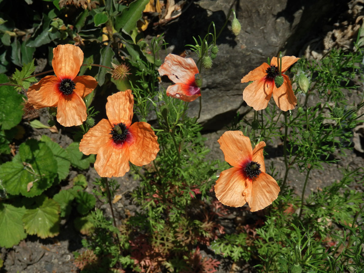 Mák (Papaver apulum Ten.)